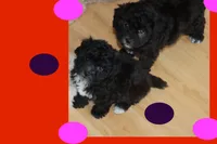 Toy puppy maltipoo, a female Maltipoo for sale in Vallejo, CA – 7 of 7