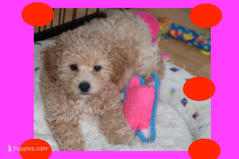 Apricot puppy – Maltipoo, Poodle - Toy  puppy for sale in Vallejo, CA