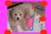 Apricot puppy, a female Maltipoo and Poodle - Toy  for sale in Vallejo, CA – 1 of 4