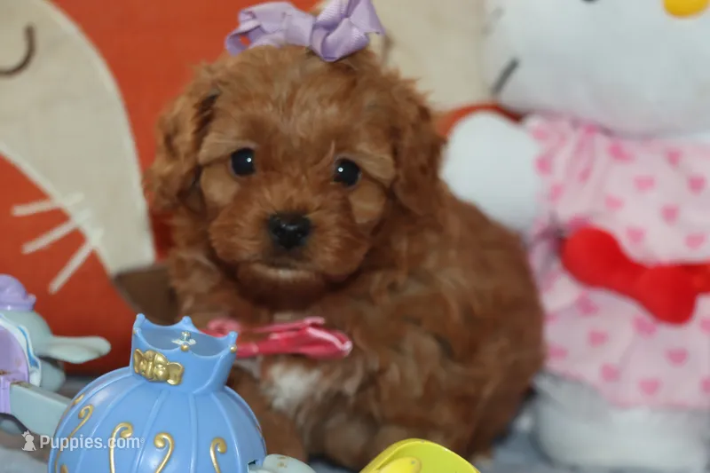 LEILA – Maltipoo, Poodle - Toy  puppy for sale in Vallejo, CA
