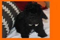 Toy Maltipoo , a male Maltipoo and Poodle - Toy  for sale in Vallejo, CA – 2 of 4