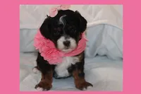 EMELY, a female Maltipoo and Poodle - Toy  for sale in Vallejo, CA – Photo 4 of 4