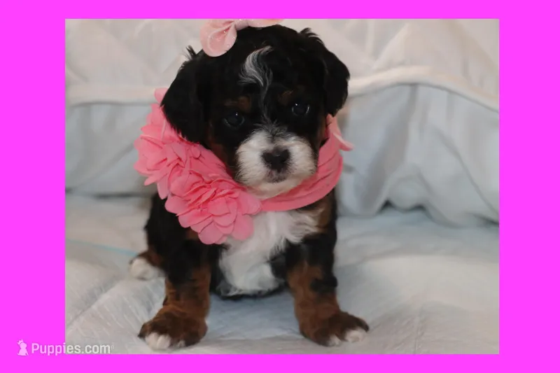 EMELY – Maltipoo, Poodle - Toy  puppy for sale in Vallejo, CA