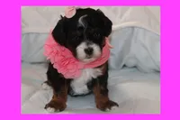 EMELY, a female Maltipoo and Poodle - Toy  for sale in Vallejo, CA – Photo 2 of 4