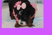 EMELY, a female Maltipoo and Poodle - Toy  for sale in Vallejo, CA – Photo 3 of 4