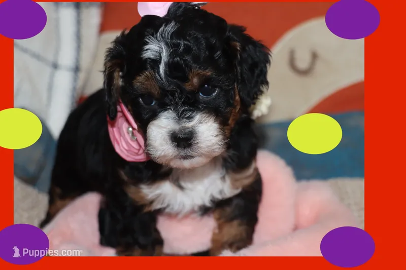 ANNIE – Maltipoo, Poodle - Toy  puppy for sale in Vallejo, CA