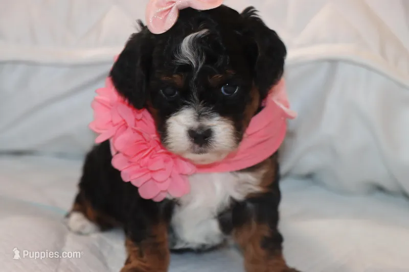 EMELY, a female Maltipoo and Poodle - Toy  for sale in Vallejo, CA – Photo 1 of 4