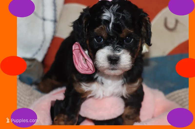 ANNIE – Maltipoo, Poodle - Toy  puppy for sale in Vallejo, CA