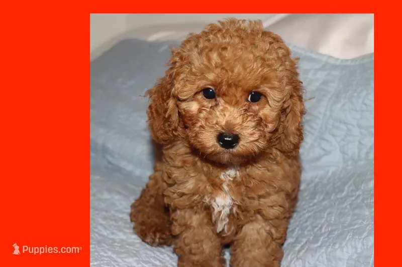 Red toy Maltipoo  – Maltipoo, Poodle - Toy  puppy for sale in Vallejo, CA