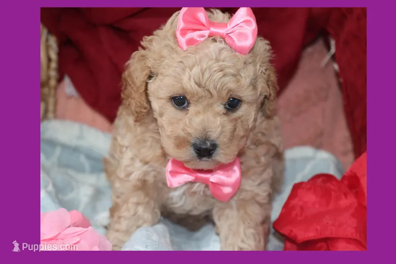 Vicky – Poodle - Toy , Maltipom puppy for sale in Vallejo, CA