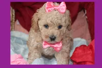 Vicky, a female Poodle - Toy  and Maltipom for sale in Vallejo, CA – Photo 1 of 3