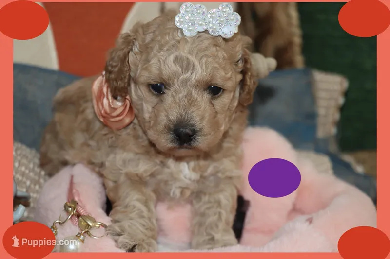 YUYU – Poodle - Toy , Maltipom puppy for sale in Vallejo, CA