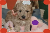 YUYU, a female Poodle - Toy  and Maltipom for sale in Vallejo, CA – Photo 1 of 3