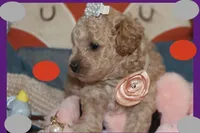 YUYU, a female Poodle - Toy  and Maltipom for sale in Vallejo, CA – Photo 2 of 3