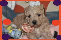 YUYU, a female Poodle - Toy  and Maltipom for sale in Vallejo, CA – Photo 3 of 3