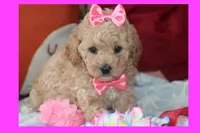 Vicky, a female Poodle - Toy  and Maltipom for sale in Vallejo, CA – Photo 3 of 3