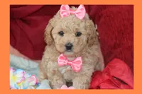 Vicky, a female Poodle - Toy  and Maltipom for sale in Vallejo, CA – Photo 2 of 3