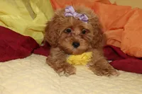 Sofia, a female Maltipoo and Poodle - Toy  for sale in Vallejo, CA – 3 of 4