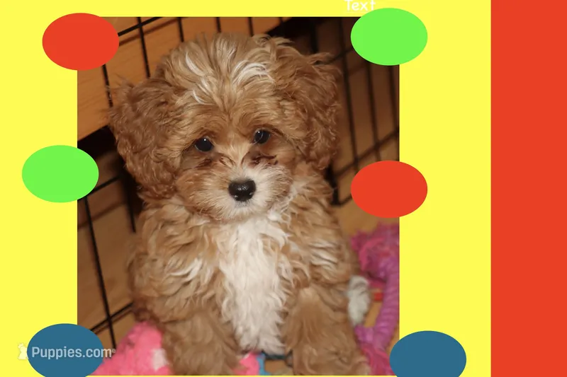 Tigre  – Maltipoo, Poodle - Toy  puppy for sale in Vallejo, CA