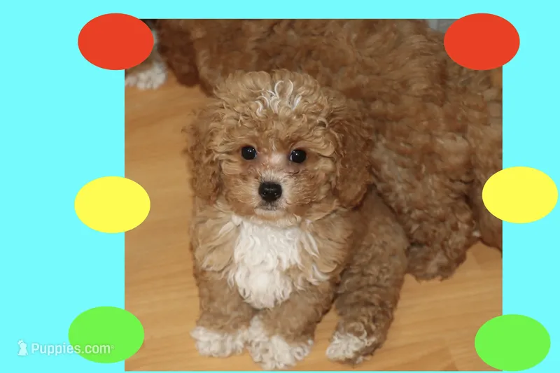 BABY BLUE – Maltipoo, Poodle - Toy  puppy for sale in Vallejo, CA