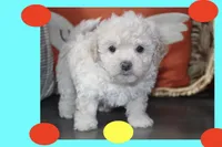 Maxie, a male Maltipoo and Poodle - Toy  for sale in Vallejo, CA – 3 of 3