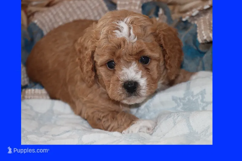 BABY BLUE – Maltipoo, Poodle - Toy  puppy for sale in Vallejo, CA