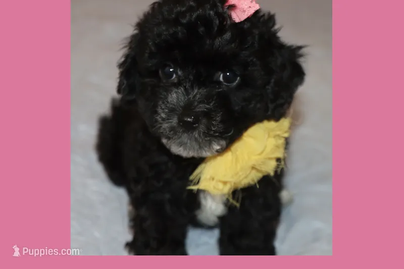MIRACLE – Maltipoo, Poodle - Toy  puppy for sale in Vallejo, CA