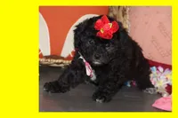 MIA, a female Maltipoo for sale in Vallejo, CA – 2 of 3