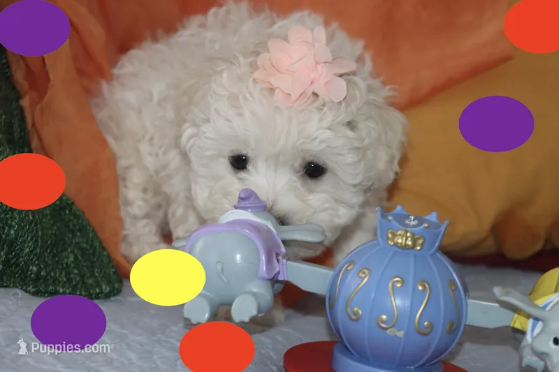 Toy maltipoo – Maltipoo puppy for sale in Vallejo, CA