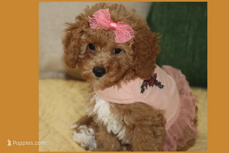 CAMI – Maltipoo, Poodle - Toy  puppy for sale in Vallejo, CA