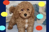 OSITO, a male Maltipoo and Poodle - Toy  for sale in Vallejo, CA – 3 of 4
