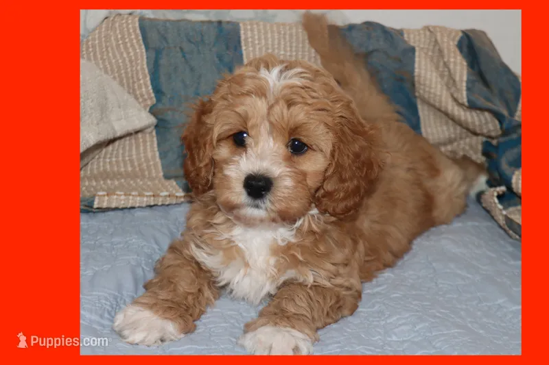 Peluche – Maltipoo, Poodle - Toy  puppy for sale in Vallejo, CA