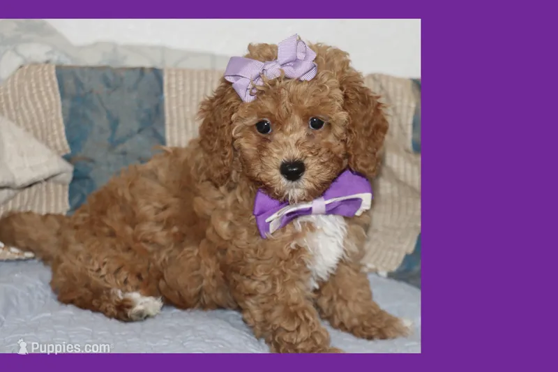 CAMI – Maltipoo, Poodle - Toy  puppy for sale in Vallejo, CA