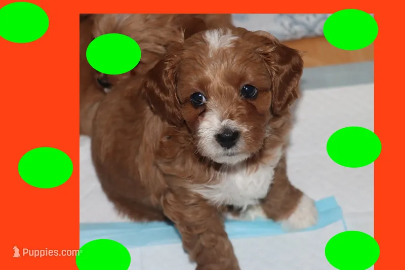TIGRE – Maltipoo, Poodle - Toy  puppy for sale in Vallejo, CA