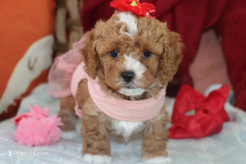 ANYA – Maltipoo, Poodle - Toy  puppy for sale in Vallejo, CA