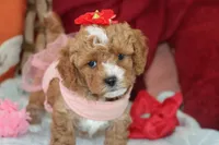 ANYA, a female Maltipoo and Poodle - Toy  for sale in Vallejo, CA – 3 of 3