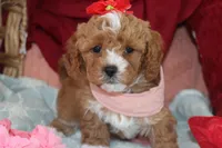 ANYA, a female Maltipoo and Poodle - Toy  for sale in Vallejo, CA – 2 of 3