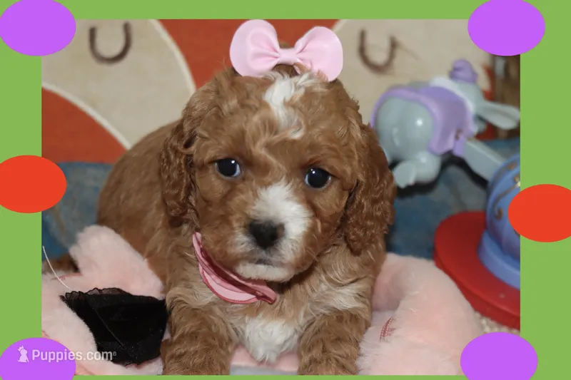 ANYA – Maltipoo, Poodle - Toy  puppy for sale in Vallejo, CA