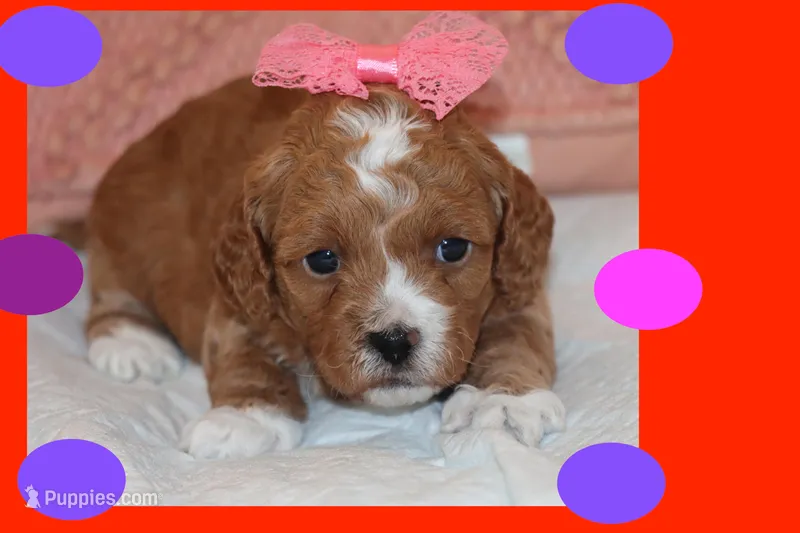 AURORA – Maltipoo, Poodle - Toy  puppy for sale in Vallejo, CA