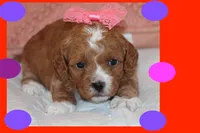 AURORA, a female Maltipoo and Poodle - Toy  for sale in Vallejo, CA – Photo 1 of 3