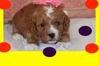 AURORA, a female Maltipoo and Poodle - Toy  for sale in Vallejo, CA – Photo 2 of 3