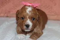AURORA, a female Maltipoo and Poodle - Toy  for sale in Vallejo, CA – Photo 3 of 3