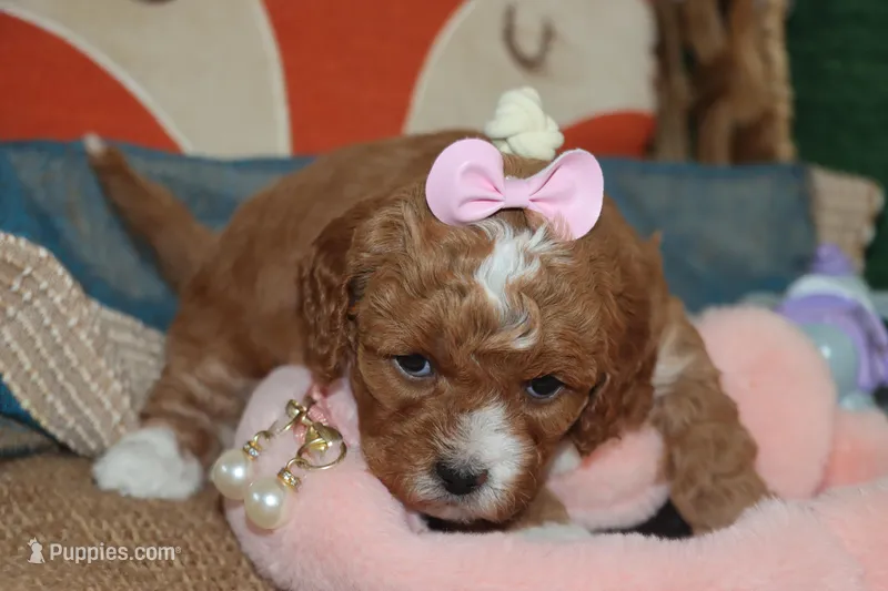 ANYA – Maltipoo, Poodle - Toy  puppy for sale in Vallejo, CA