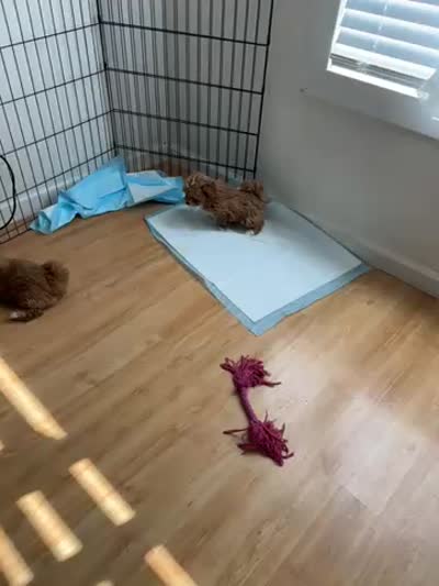 OSITO, a male Maltipoo and Poodle - Toy  for sale in Vallejo, CA – 4 of 4