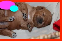Valentina, a female Maltipoo and Poodle - Toy  for sale in Vallejo, CA – 2 of 2