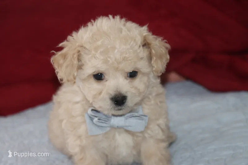 Toy light brown Maltipoo  – Maltipoo, Poodle - Toy  puppy for sale in Vallejo, CA