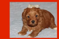 ELITA, a female Maltipoo and Poodle - Toy  for sale in Vallejo, CA – 3 of 3