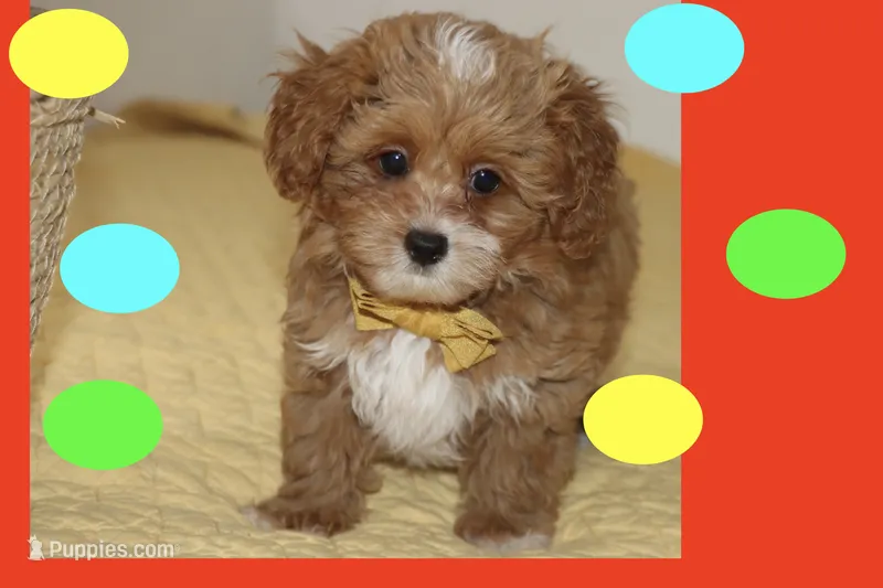 Tigre  – Maltipoo, Poodle - Toy  puppy for sale in Vallejo, CA