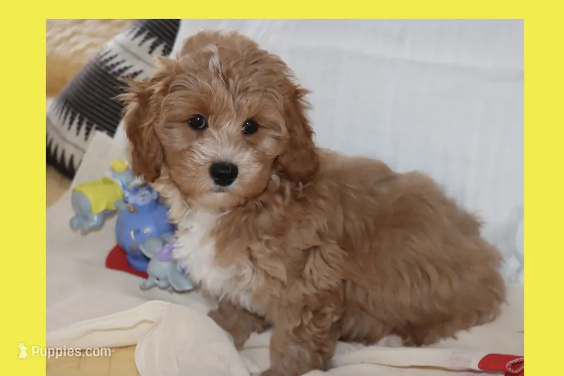 Red toy Maltipoo  – Maltipoo, Poodle - Toy  puppy for sale in Vallejo, CA