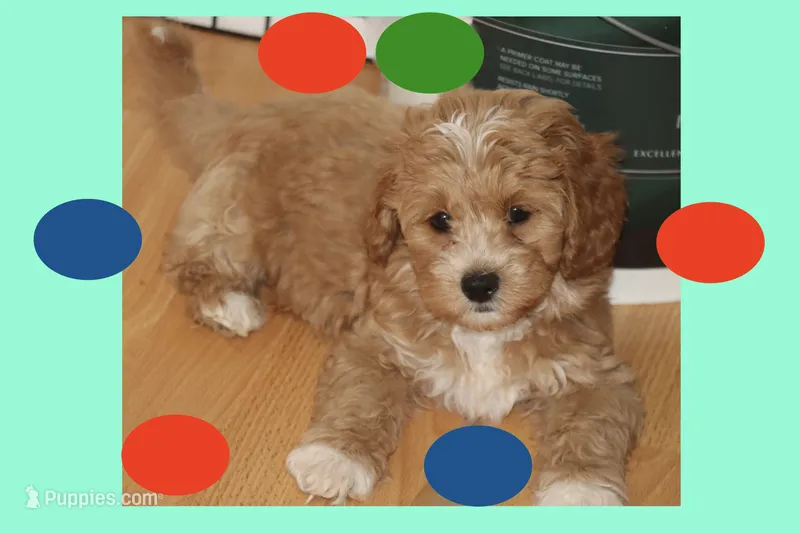 Peluche – Maltipoo, Poodle - Toy  puppy for sale in Vallejo, CA